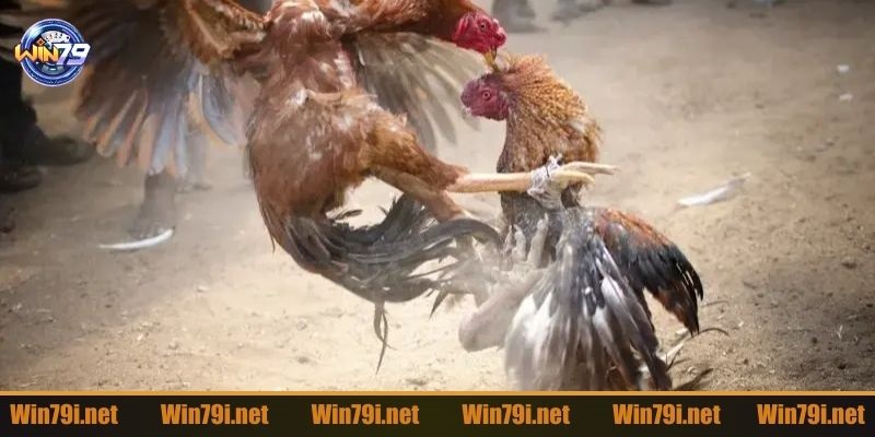 Ưu điểm khi chơi đá gà Thomo không phải ai cũng biết